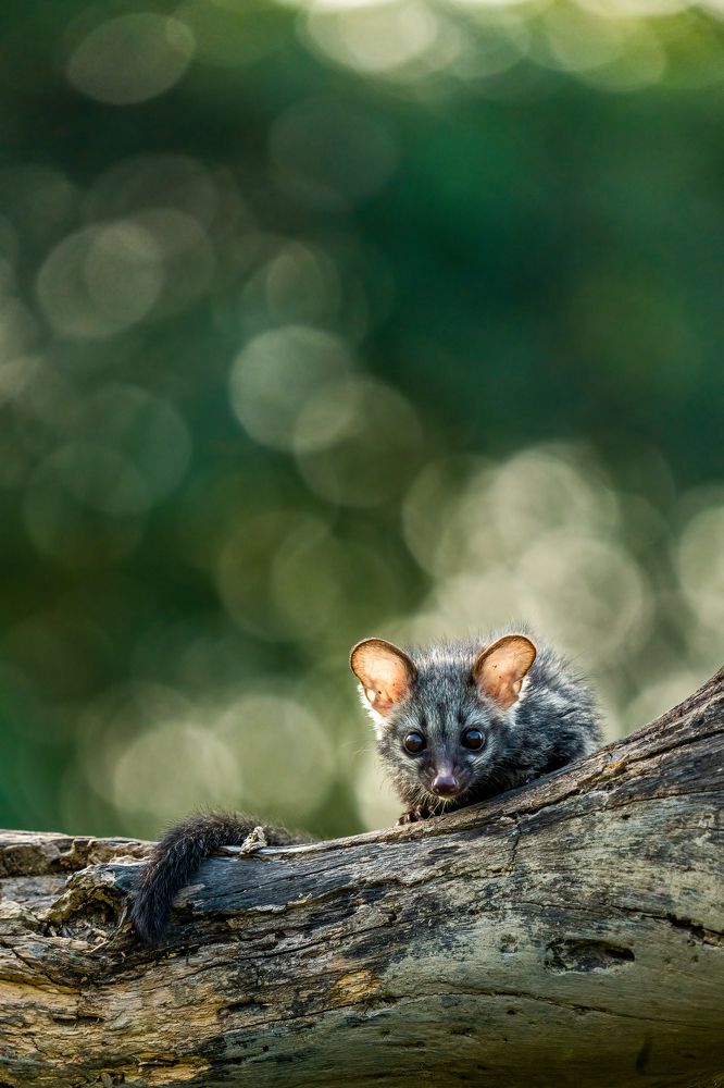 Фотография автора Naveen Kumar