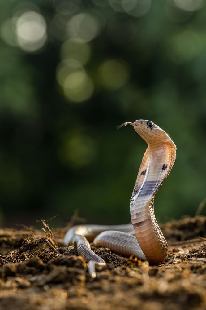 Photograph by Naveen Kumar