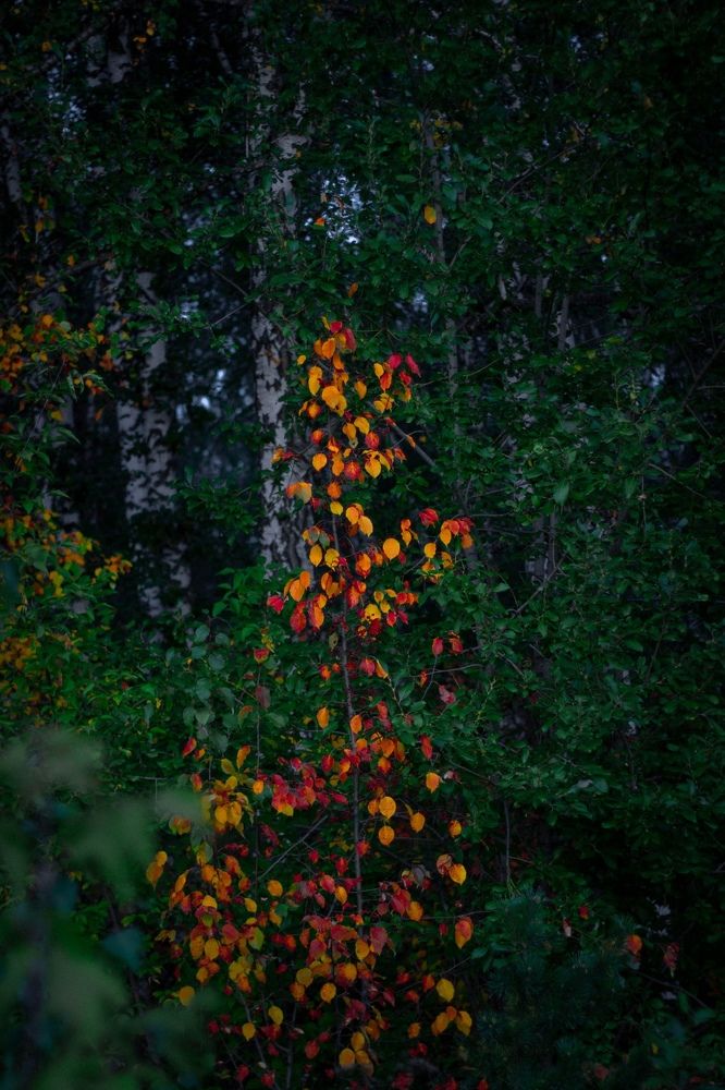 Photograph by Дмитрий Панфиленко