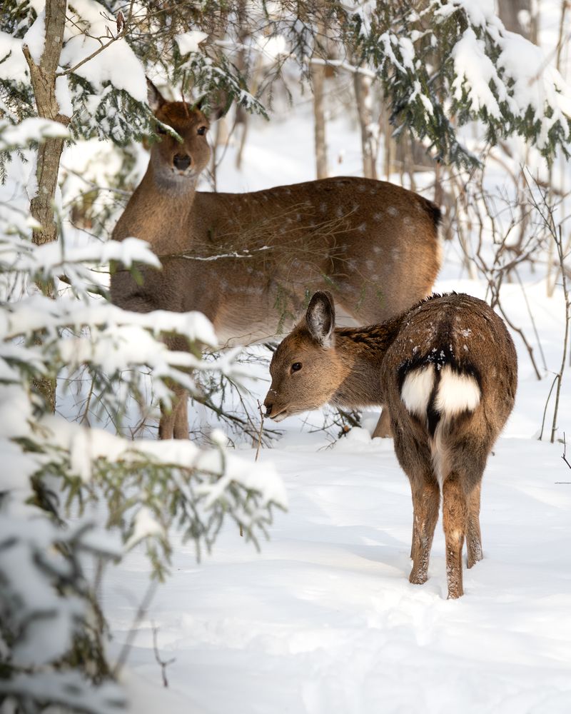 Фотография автора Митин Дмитрий