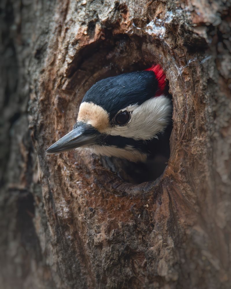 Фотография автора Митин Дмитрий