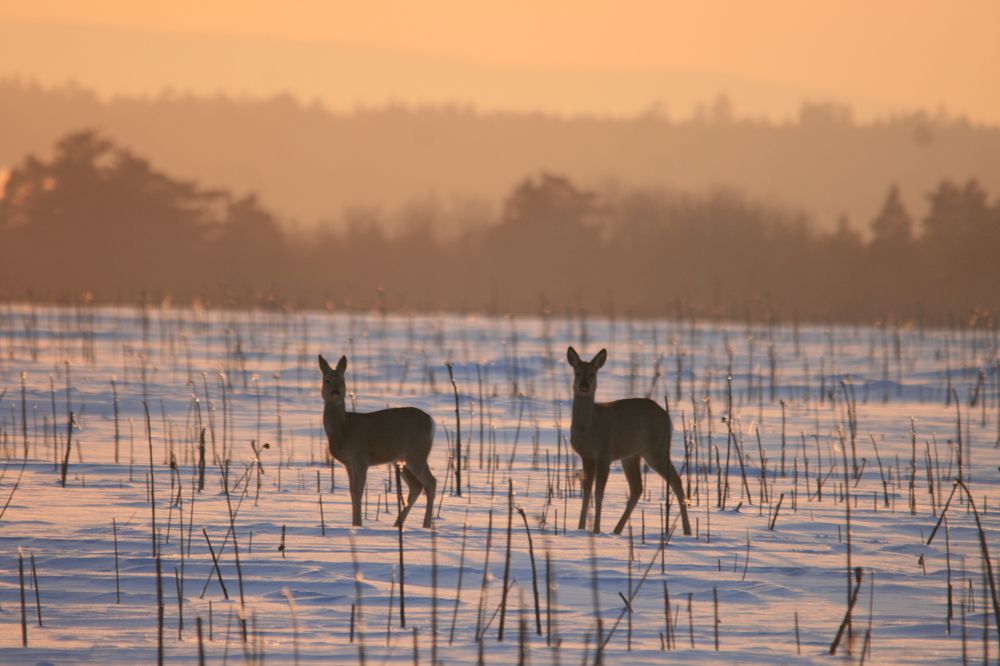 Фотография автора Татьяна Шебаршенко