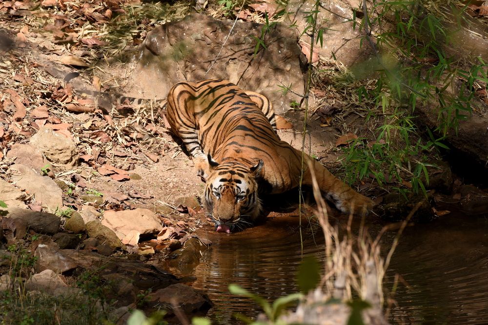 Photograph by BHANWAR PUROHIT