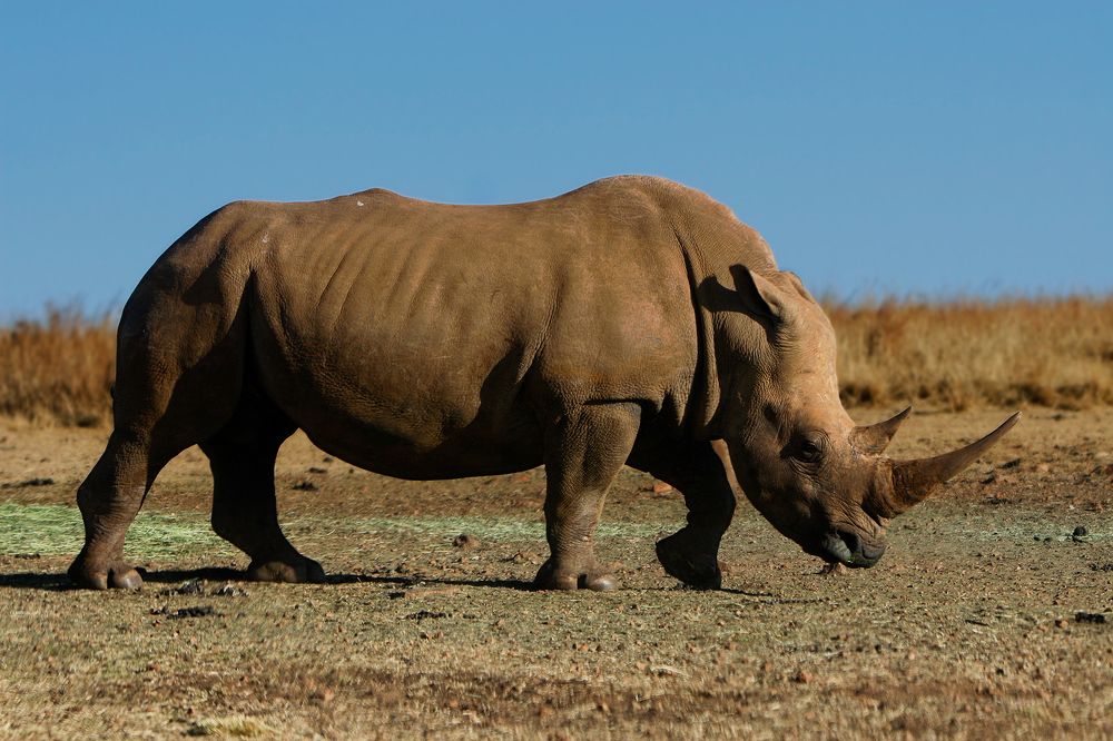 White Rhino in Africa