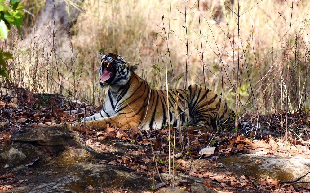 Photograph by BHANWAR PUROHIT