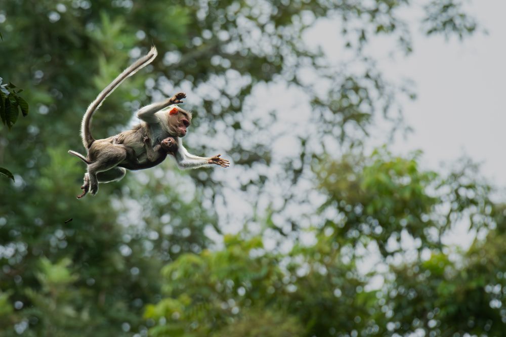 Фотография автора Anandhu M