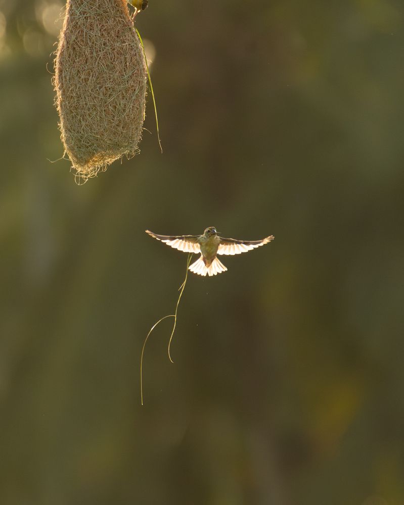 Фотография автора Anandhu M