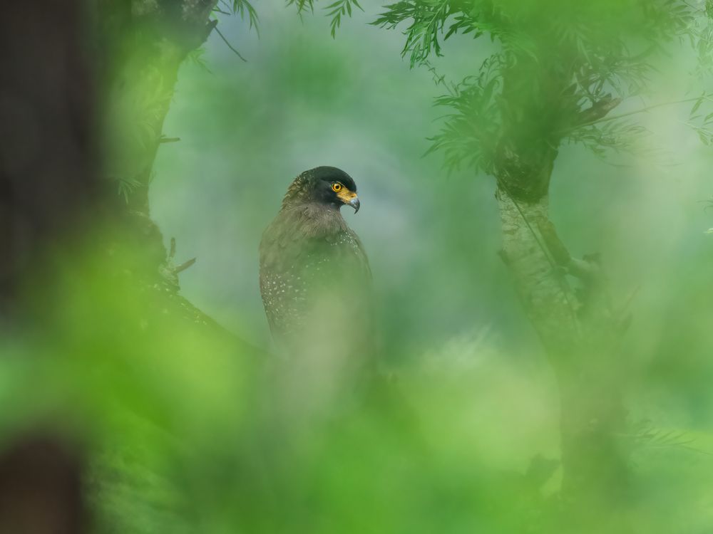 Photograph by Anandhu M