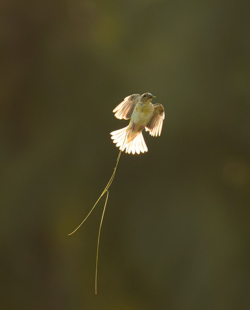 Фотография автора Anandhu M