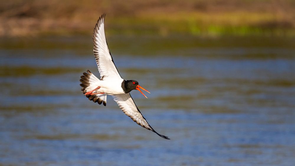 Кулик-сорока