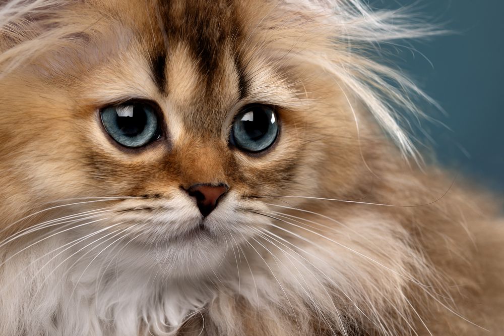 Photograph by Светлана Писарева