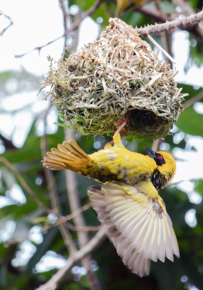 Photograph by Ashiv Dookhorun
