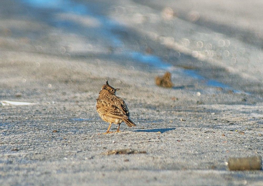 Хохлатый жаворонок