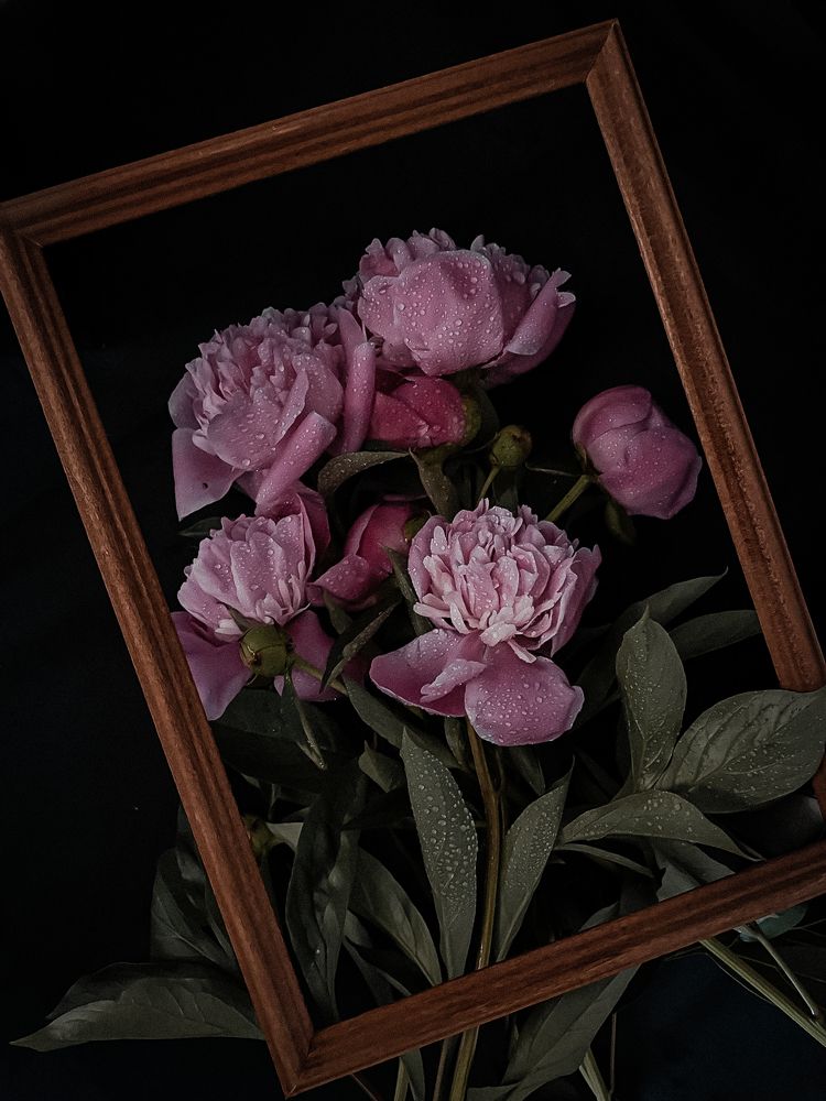 Пионы навсегда