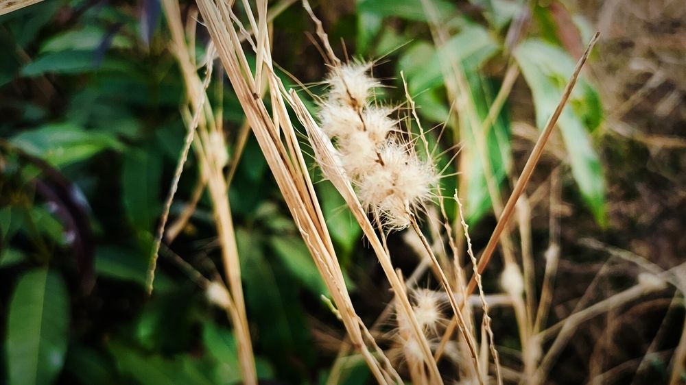 Natural photography