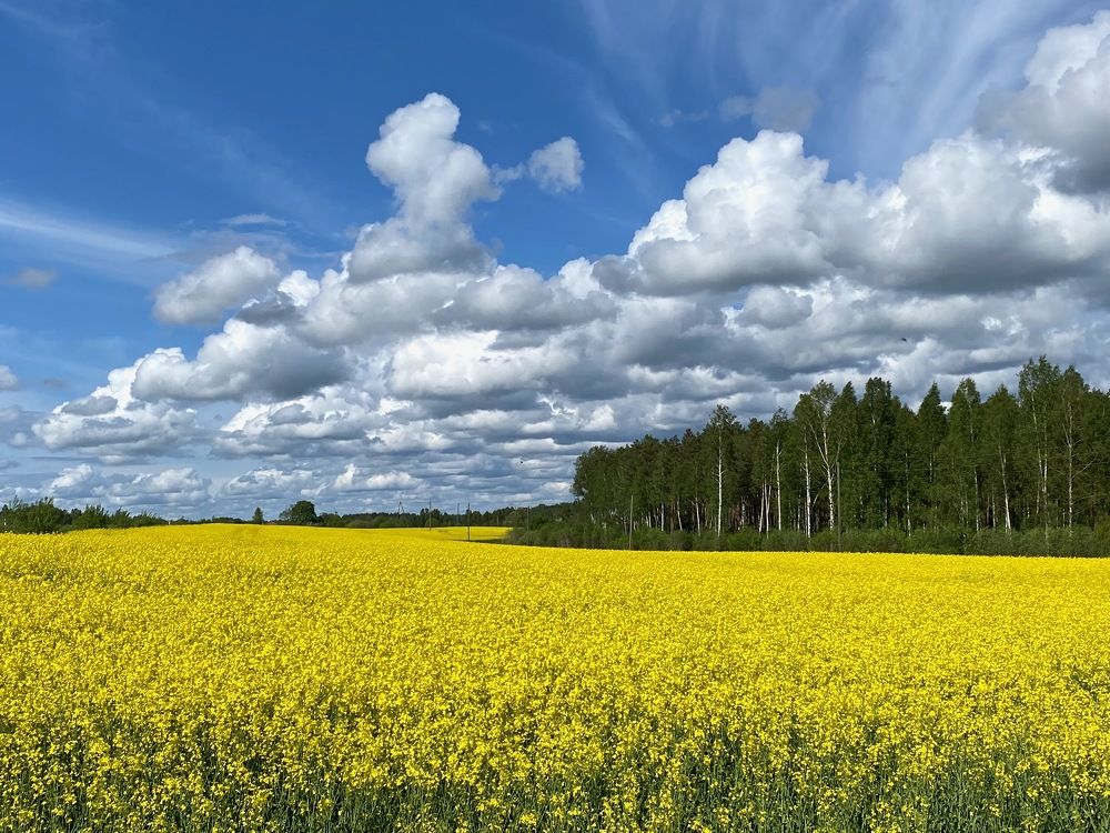 Photograph by Ольга Пилиповец