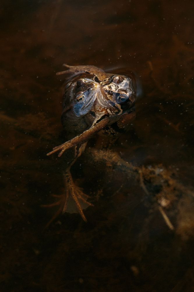Photograph by Евгения Булычёва