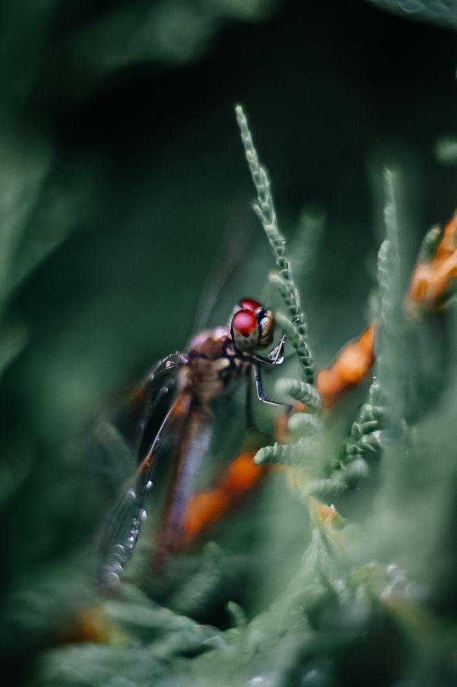 Фотография автора Воробьёва Анна