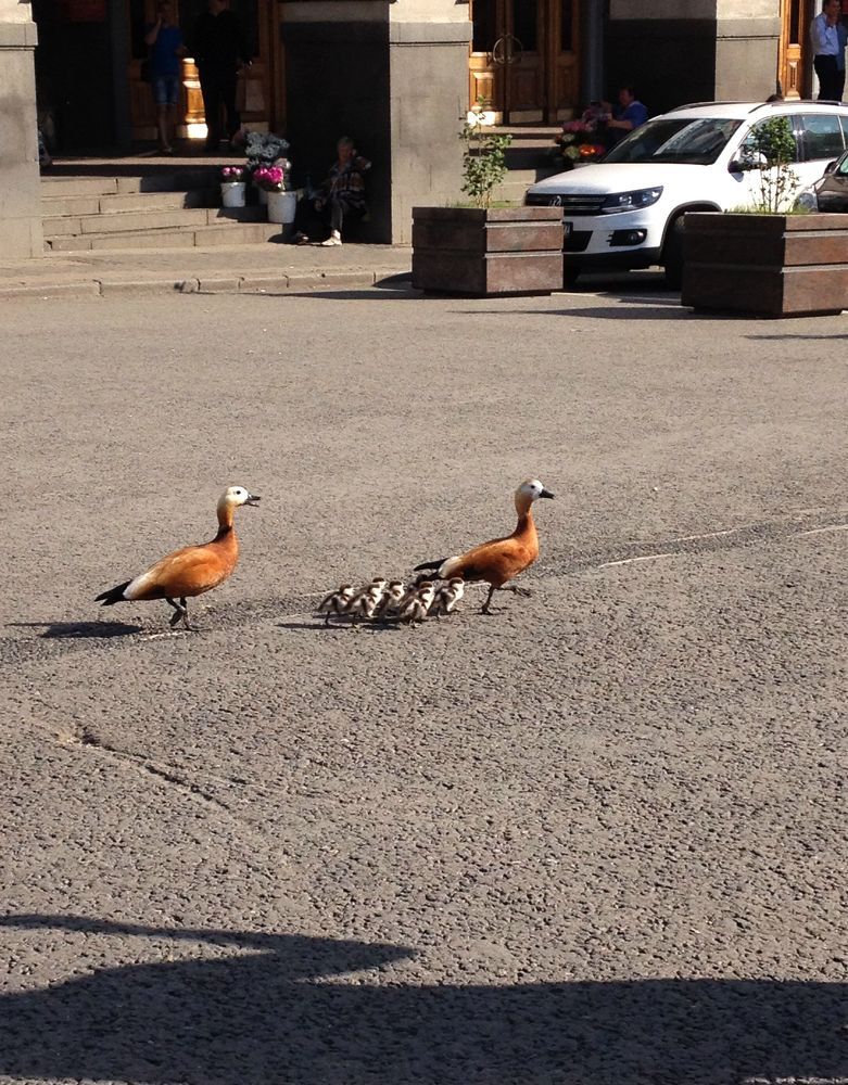 Photograph by Елена Осипова