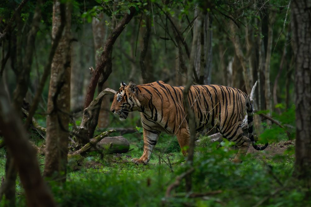 Фотография автора Anandhu M