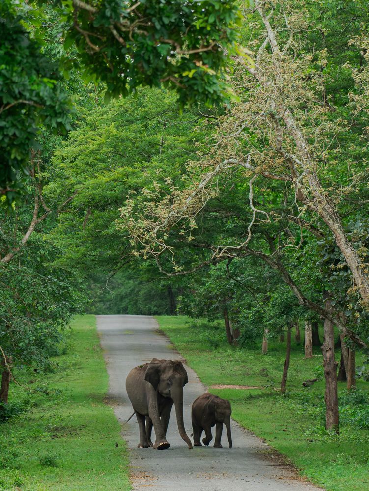 Фотография автора Anandhu M