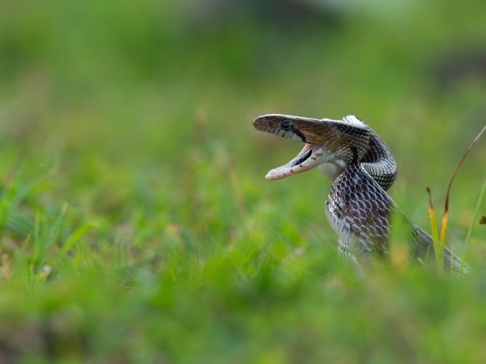 Фотография автора Anandhu M