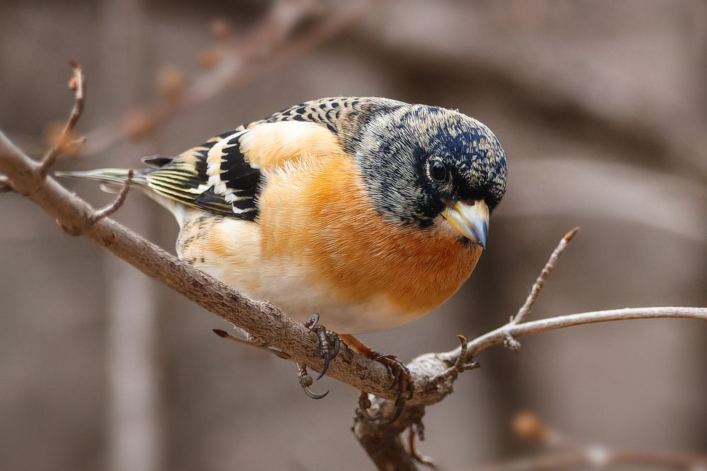 Фотография автора Rimma Gerasimenko