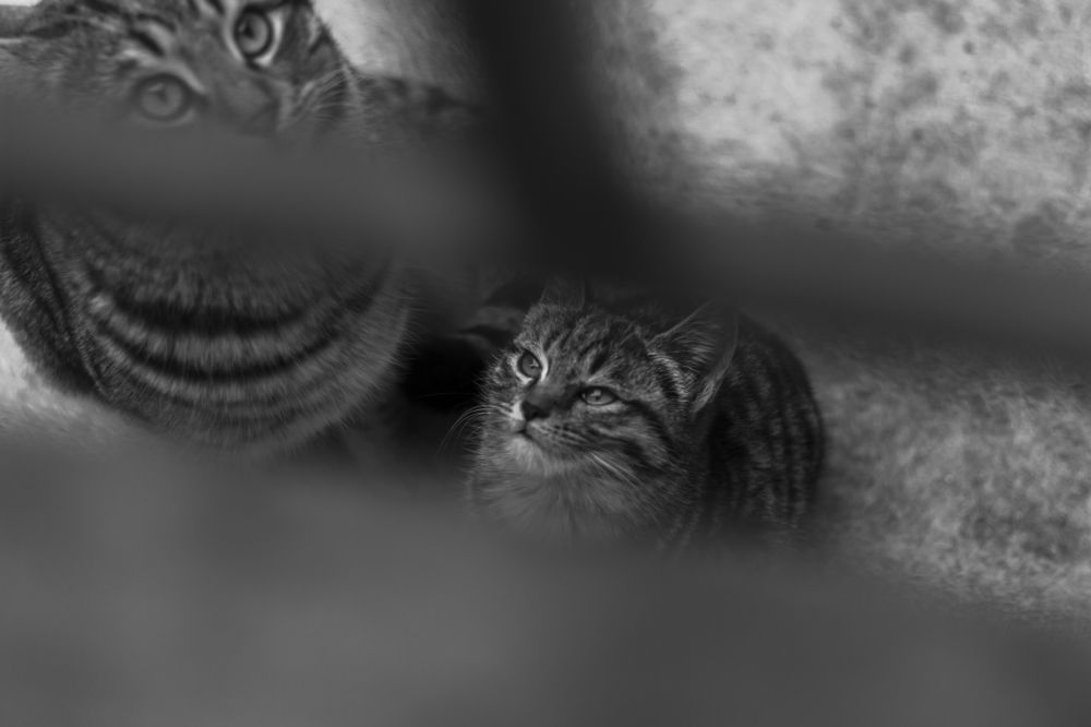 Photograph by leoscamera