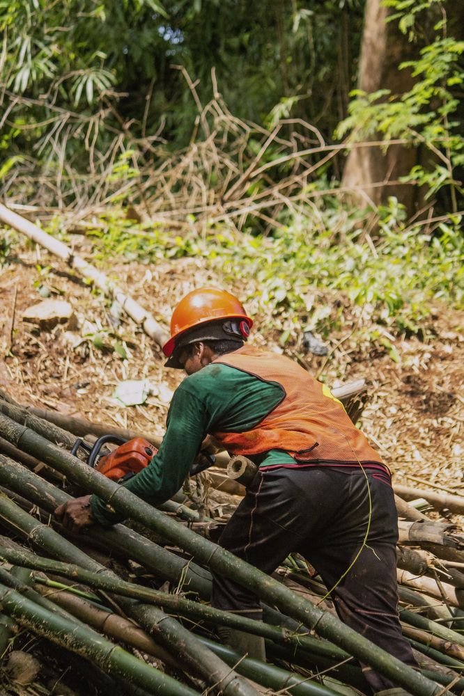man cutting off bamboos in woods