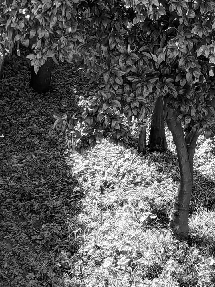 Forest in my backyard