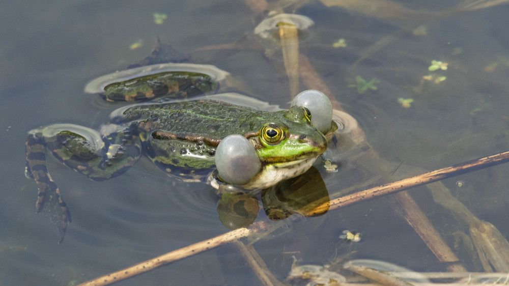 поющая лягушка