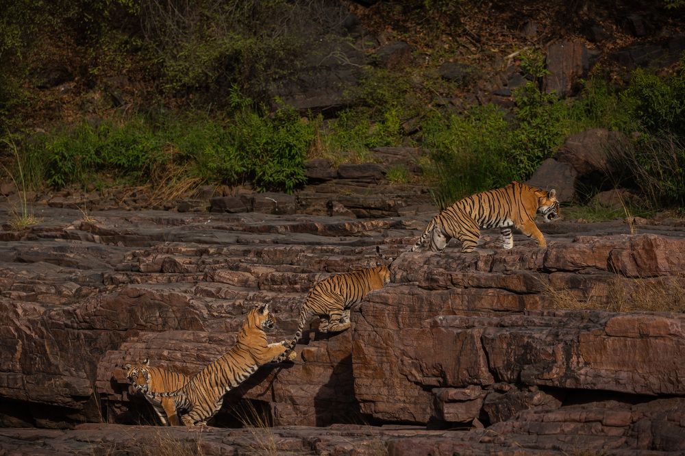 Photograph by Abhaya Shukla