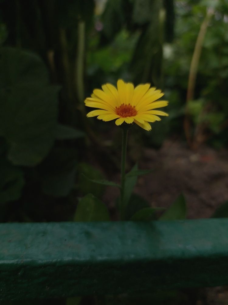 Photograph by Елена Ельчанинова