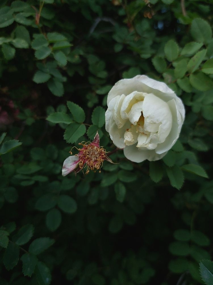 Photograph by Елена Ельчанинова