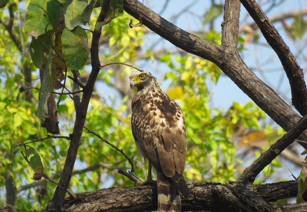 Serpent Eagle atop tree