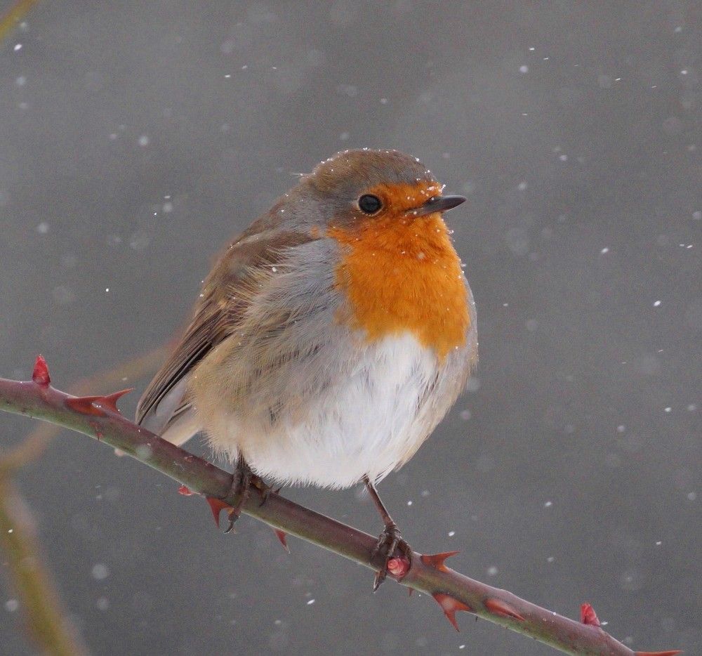 Photograph by Наталья Степаненко