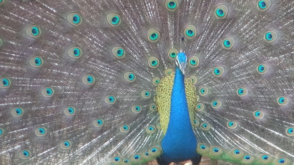 Photograph by SUNISHKA GUHA