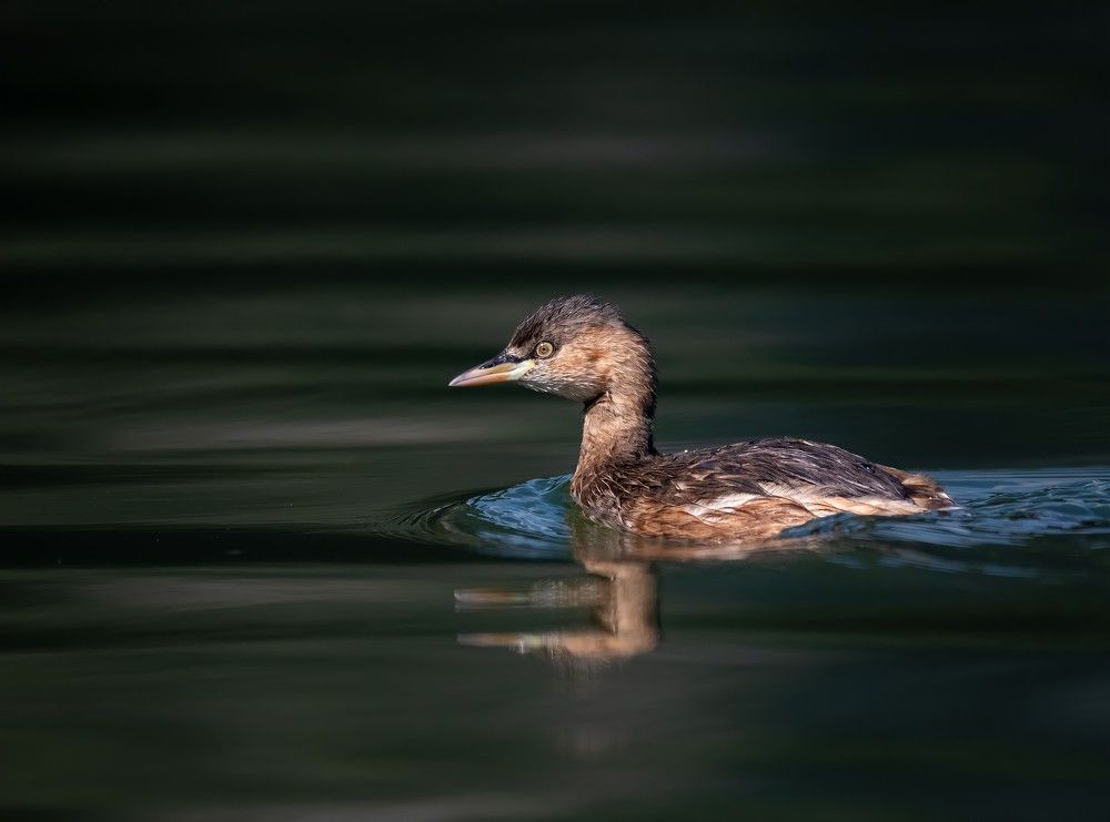 Photograph by Linh Hà Vũ