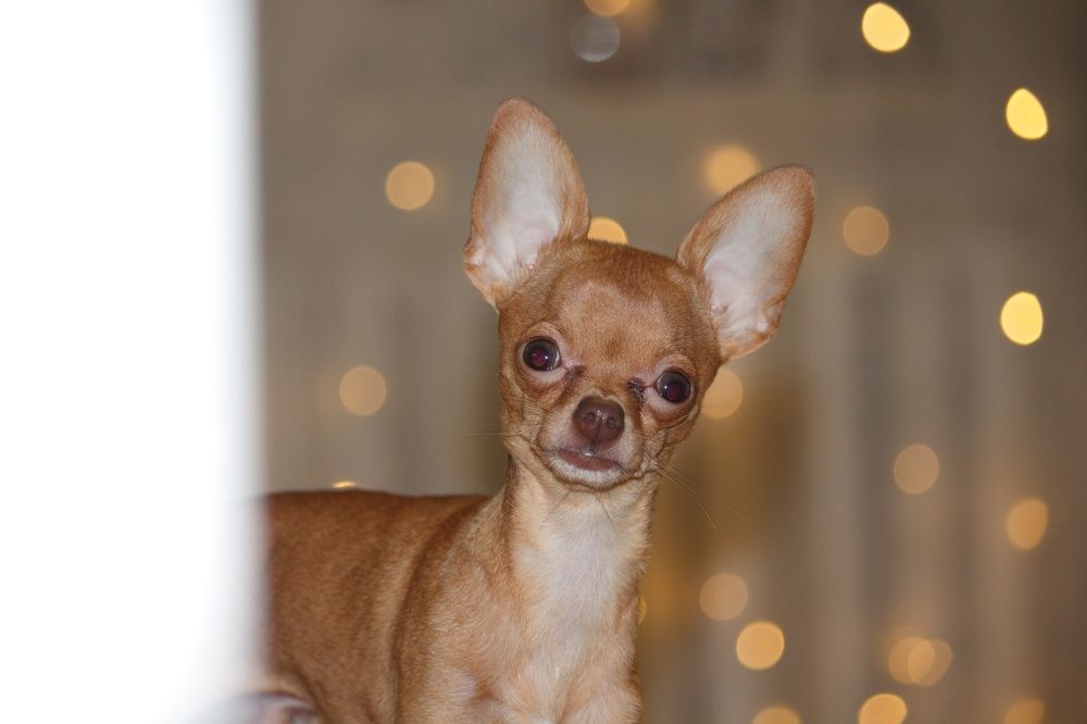 Фотография автора Регина Цыганова