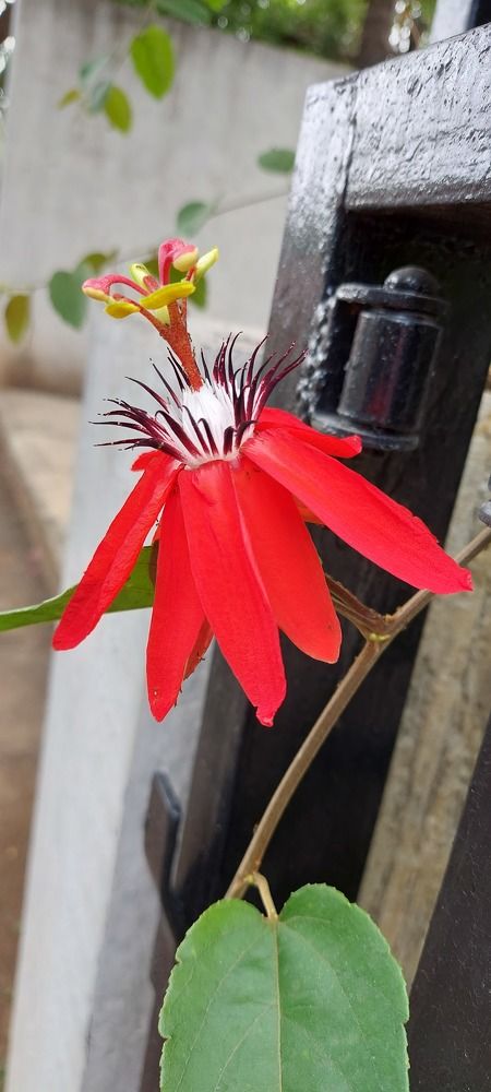 Photograph by Soma Seal Guha