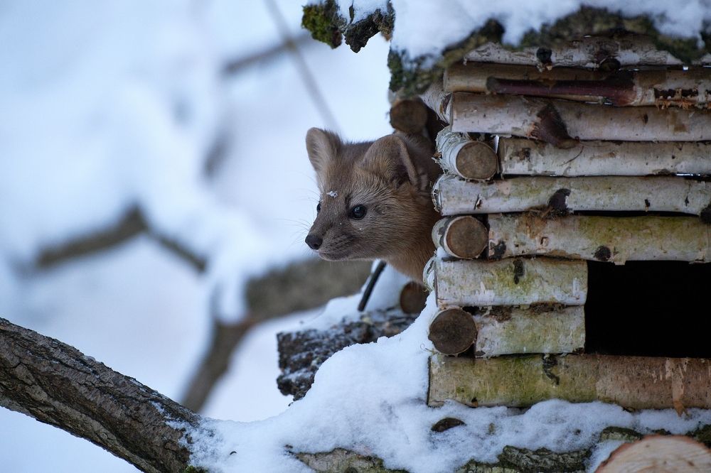 Photograph by Багурский Алексей