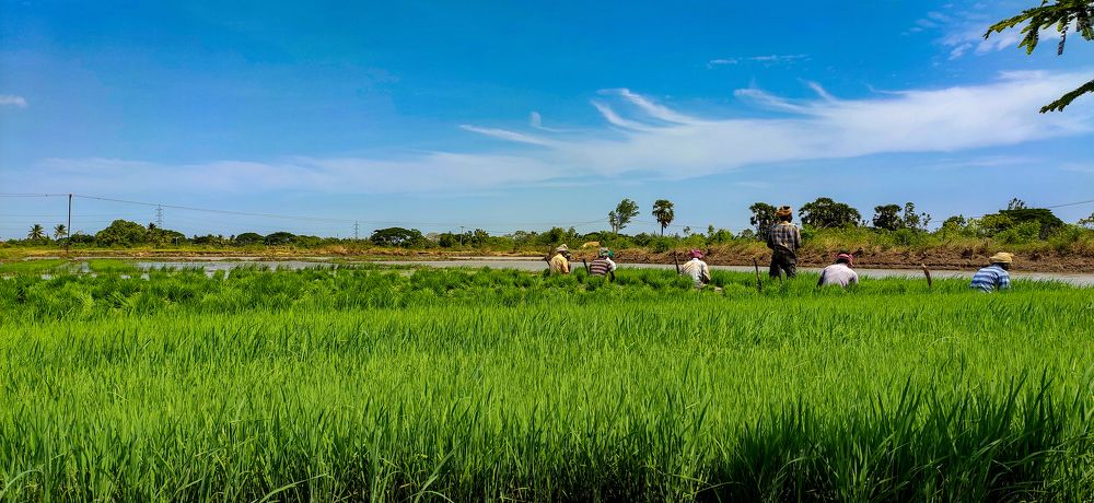 Rural Paddy cultivating