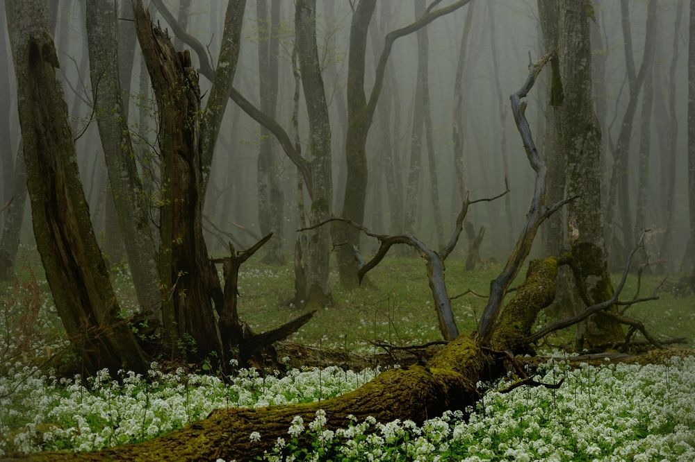 Весеннее утро