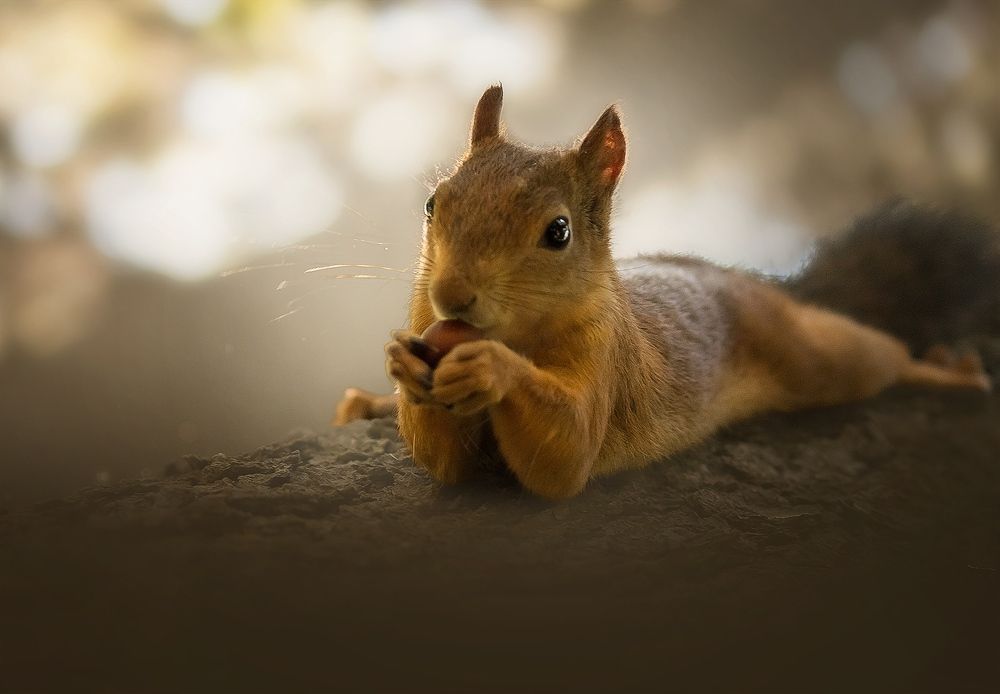 Photograph by Виктория Мамаева