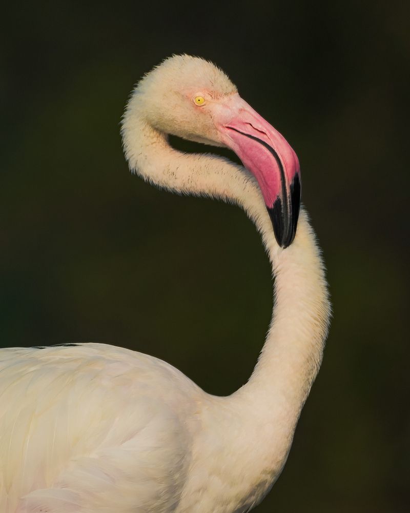 Photograph by Vatsal Parikh