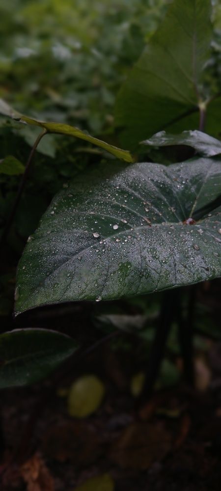 Photograph by Om Sharma