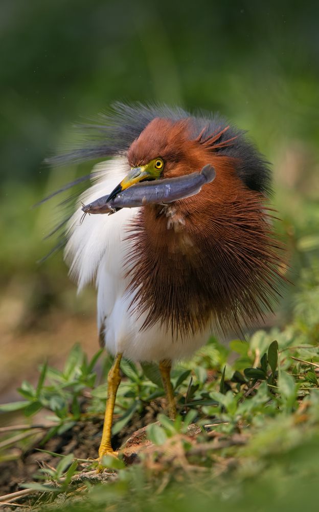 Photograph by Rin Võ