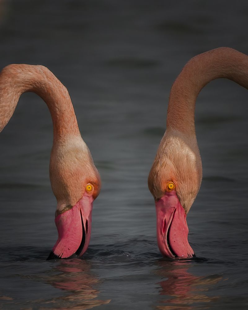 Фотография автора Prejul Prakash