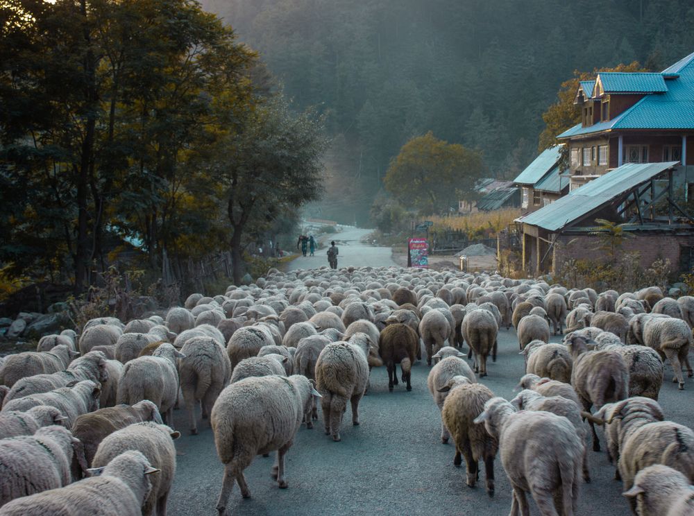 Photograph by Muneeb Najar