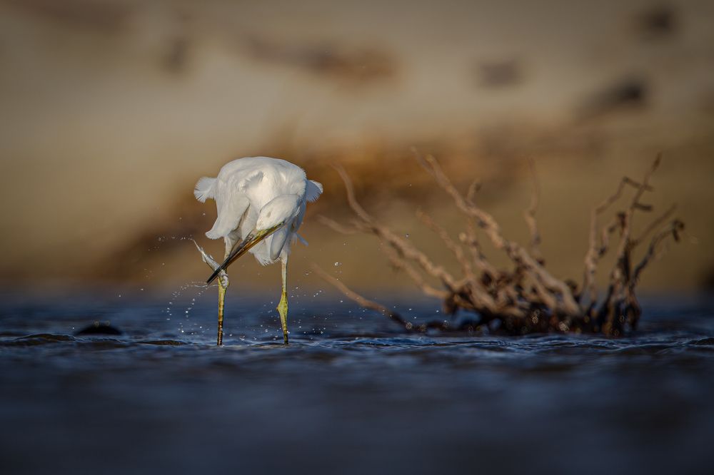 Photograph by Rin Võ